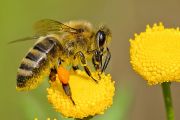 Giornata mondiale delle api - Infanzia Borsellino